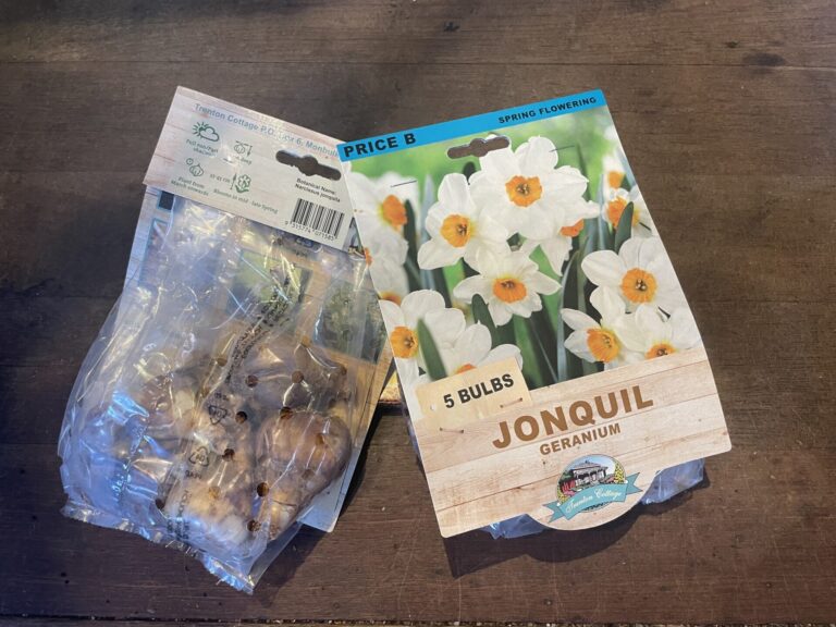Jonquil - Geranium - Bulbs