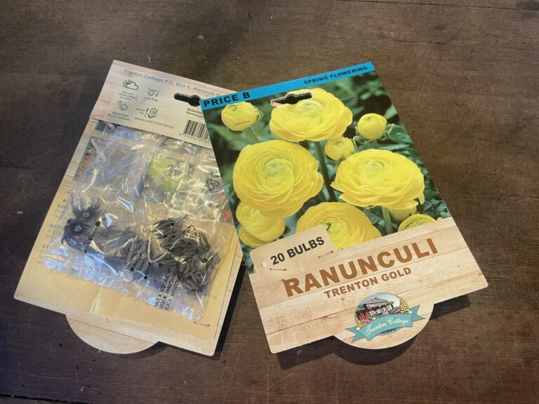 Ranunculi - Trenton Gold - Bulbs