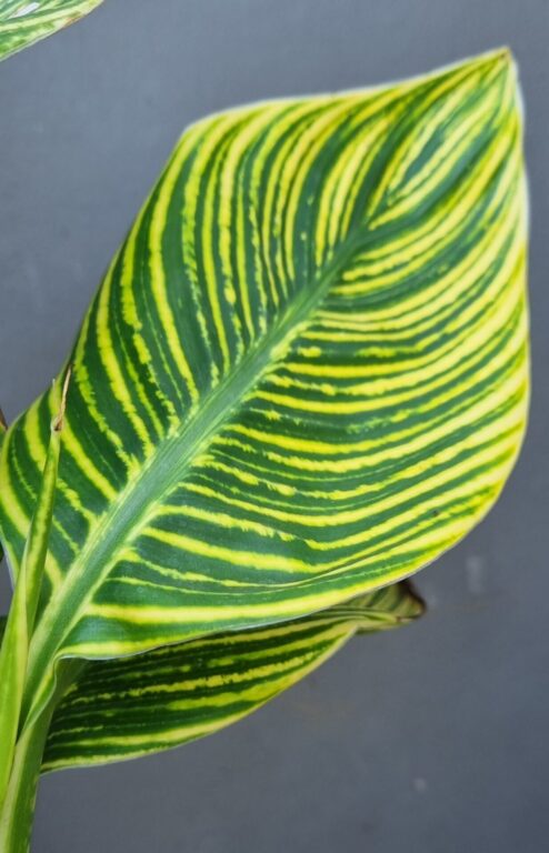 calathea tiger Calathea Bengal tiger