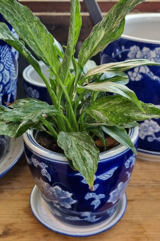 Spathiphyllum – Domino - Variegated Peace Lily
