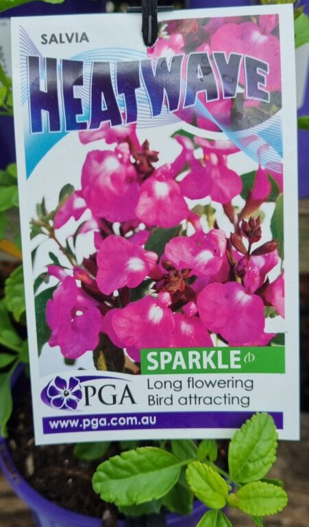Salvia - Heatwave Sparkle