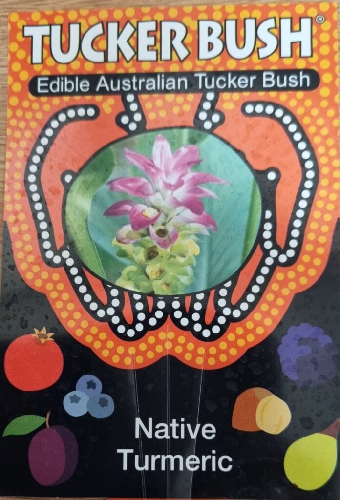 Native Turmeric - Tucker Bush - Guildford Garden Centre