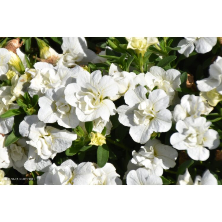 Calibrachoa - Superbells Double White