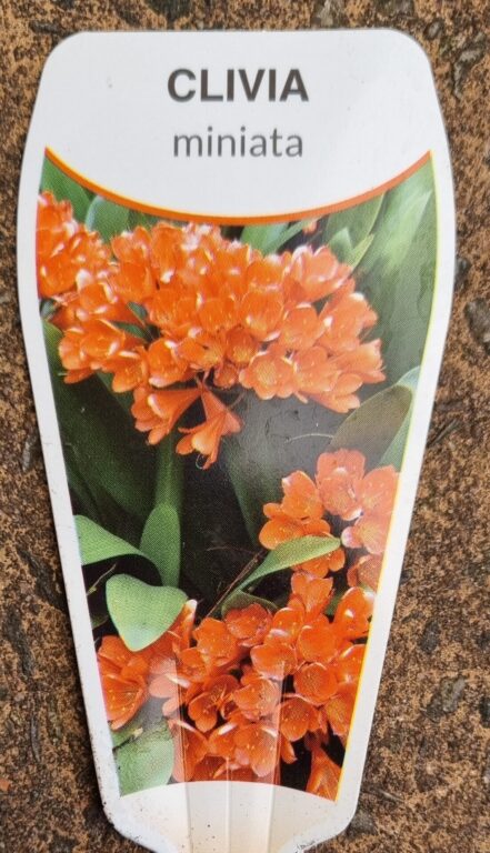 Clivia miniata