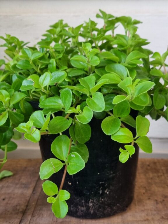 Peperomia - Trailing Jade