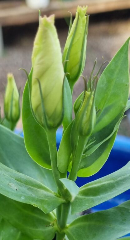 Lisianthus