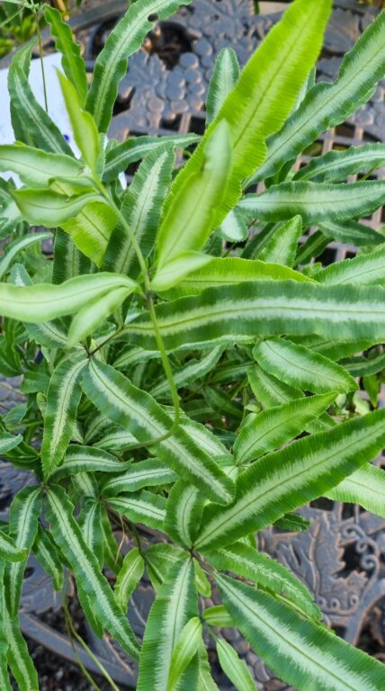 Silver Ribbon - Pteris