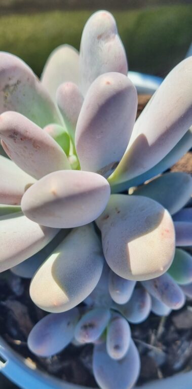 Graptopetalum - Lavender Pebbles