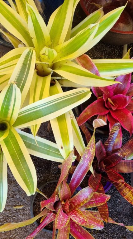 Bromeliad - Rare and Unusual - Assorted