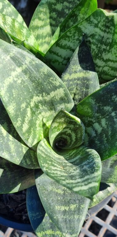 Sansevieria Hahnii