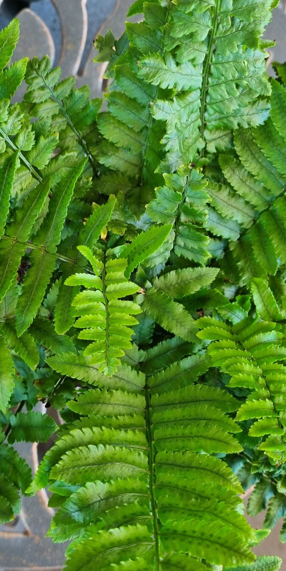 Western Sword Fern - Guildford Garden Centre