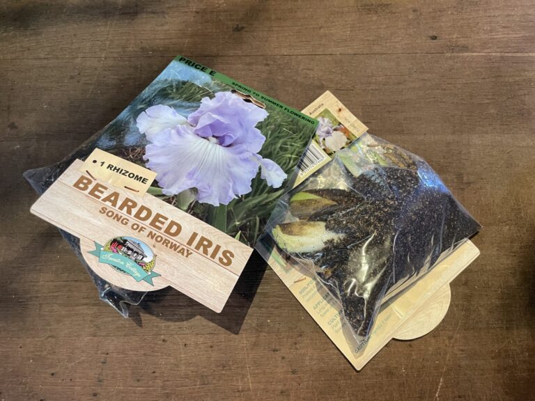 Bearded Iris - Song of Norway - Bulbs