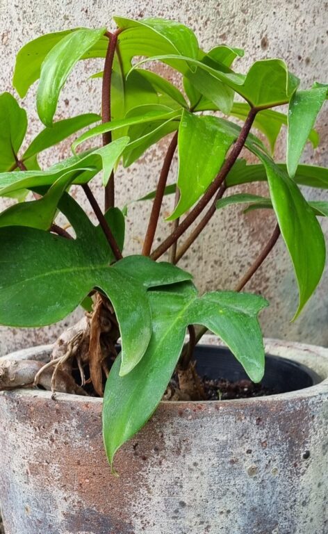 buy philodendron painted lady Philodendron painted lady & Pothos N'Joy cutting in Prop Stand main image 1