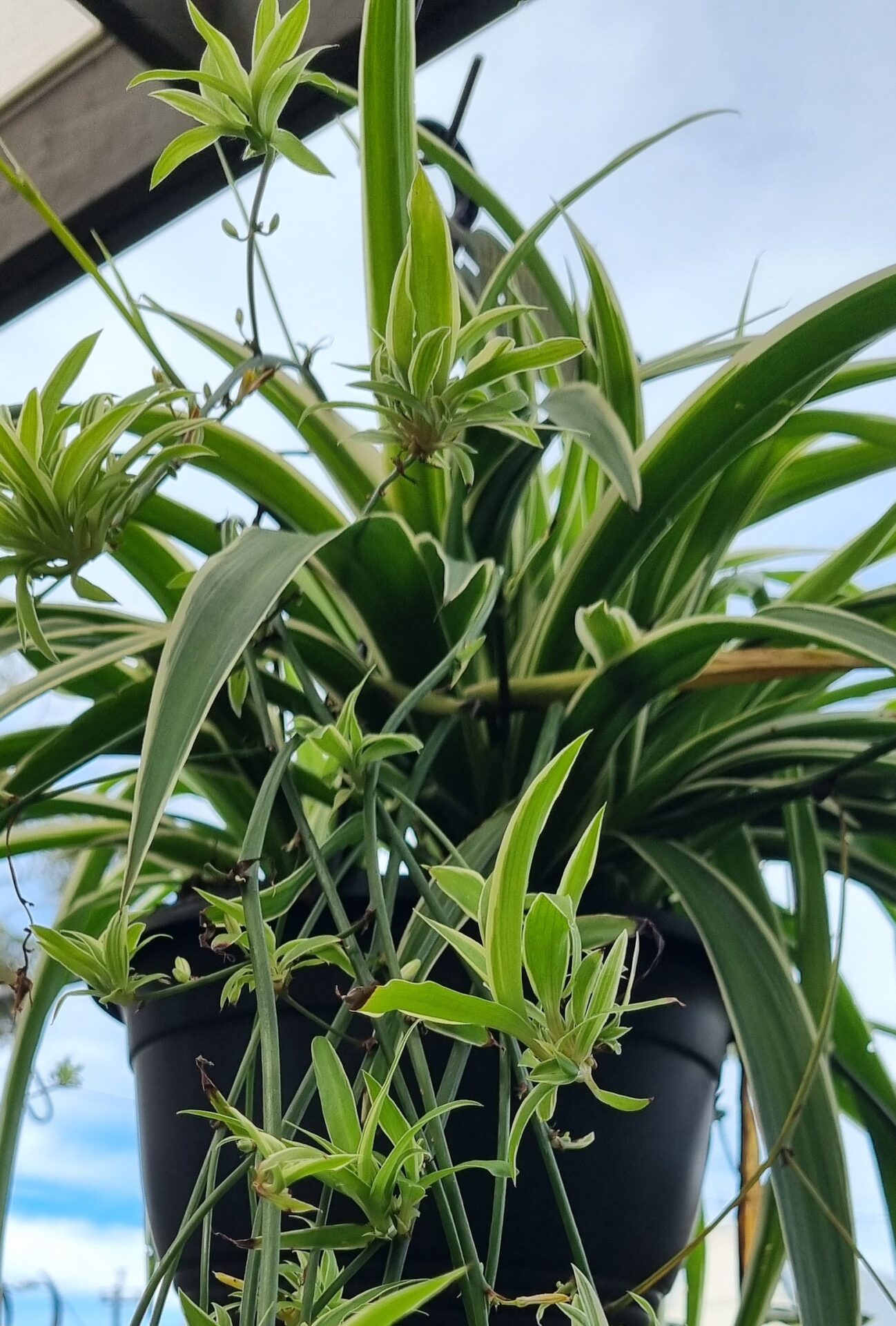 Howtobasic Reverse Plant Tree Spider Plant - Reverse - Guildford Garden Centre