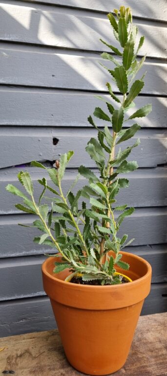 Banksia - Sceptre