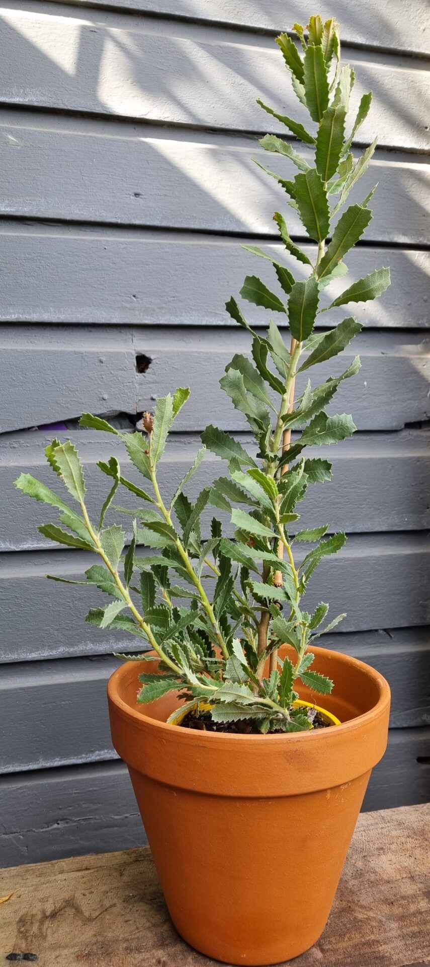Banksia - Sceptre