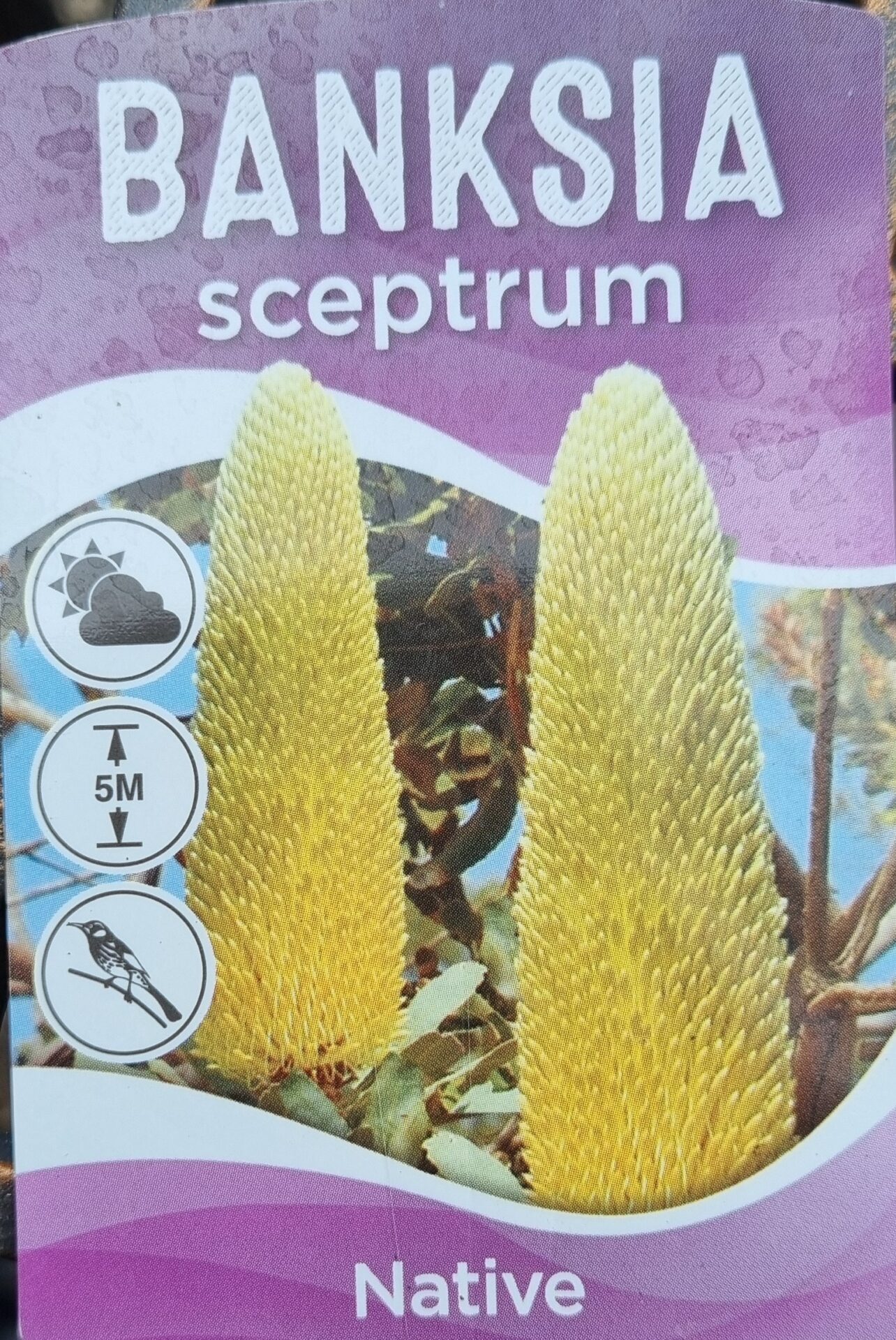 Banksia - Sceptre - Image 2