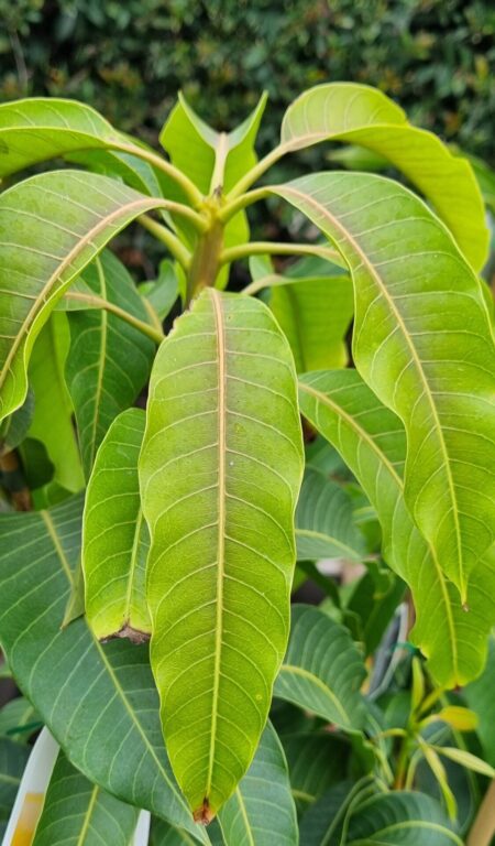 Mango - Keitt - Grafted
