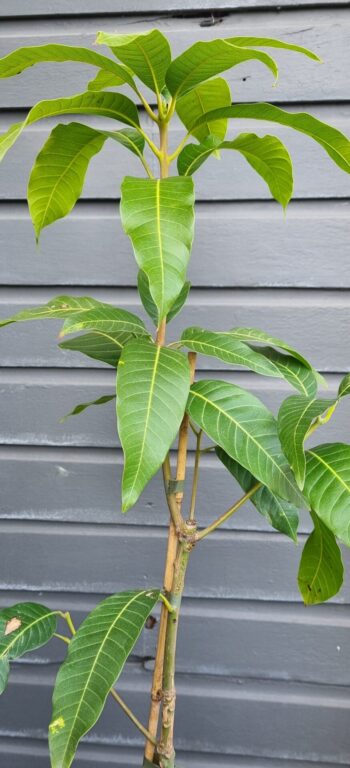 Mango - Khiew Sawoey - Grafted