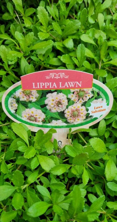 Lippia - Pink - Tray