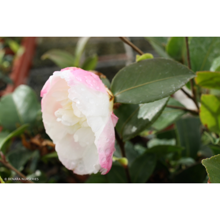Camellia - Beatrice Emily