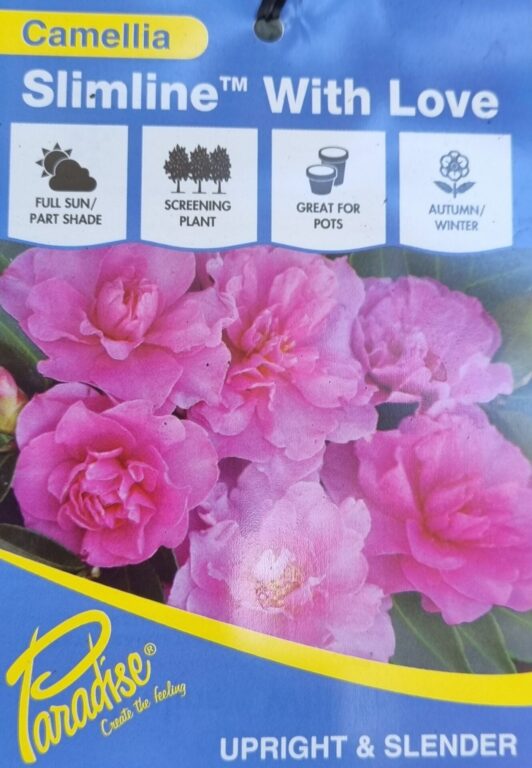 Camellia - Slimline - With Love