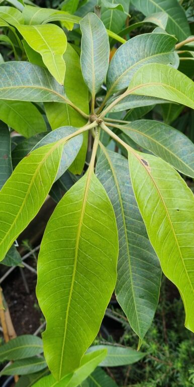 Mango - Brooks - Grafted