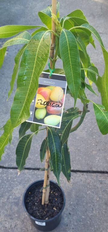Mango - Florigon - Grafted