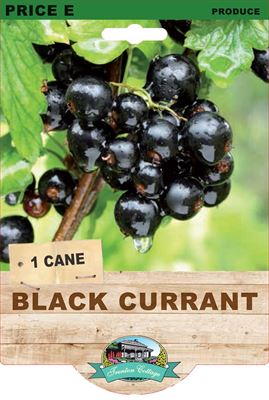 Currant - Black - Cane