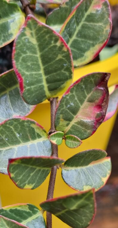 Star Jasmine - Japanese Variegated