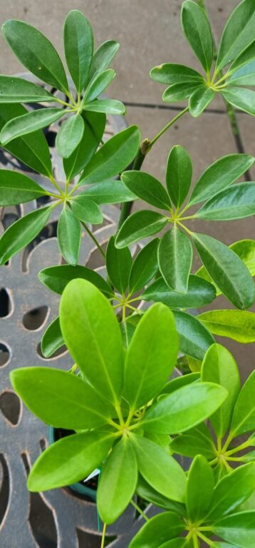 Schefflera - Umbrella Tree - Dwarf