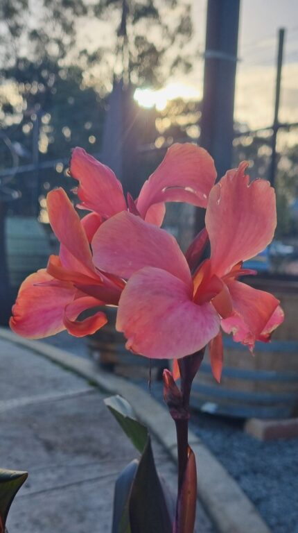 Canna - Bronze Orange