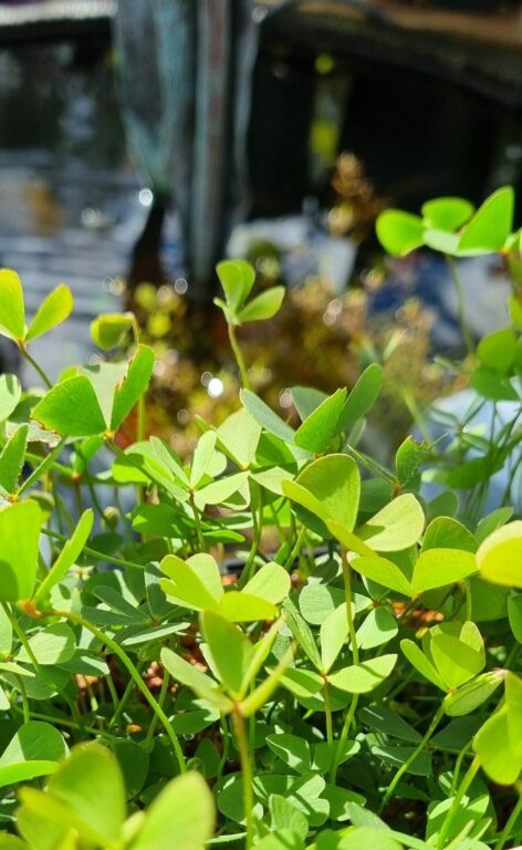 Marsilea - Nardoo