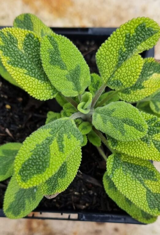 Sage - Golden Variegated - Renaissance Herbs