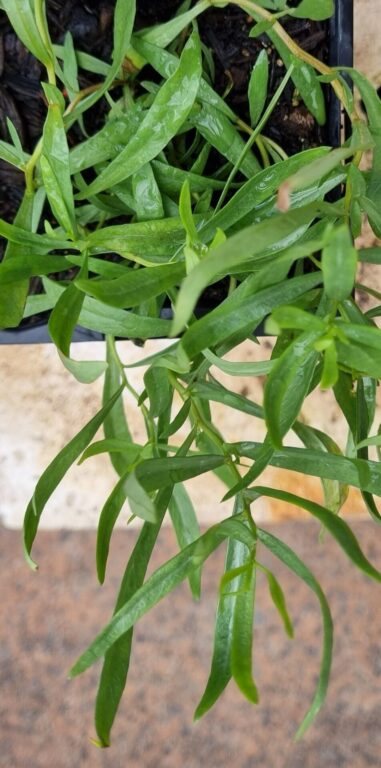 Tarragon - Russian - Renaissance Herbs