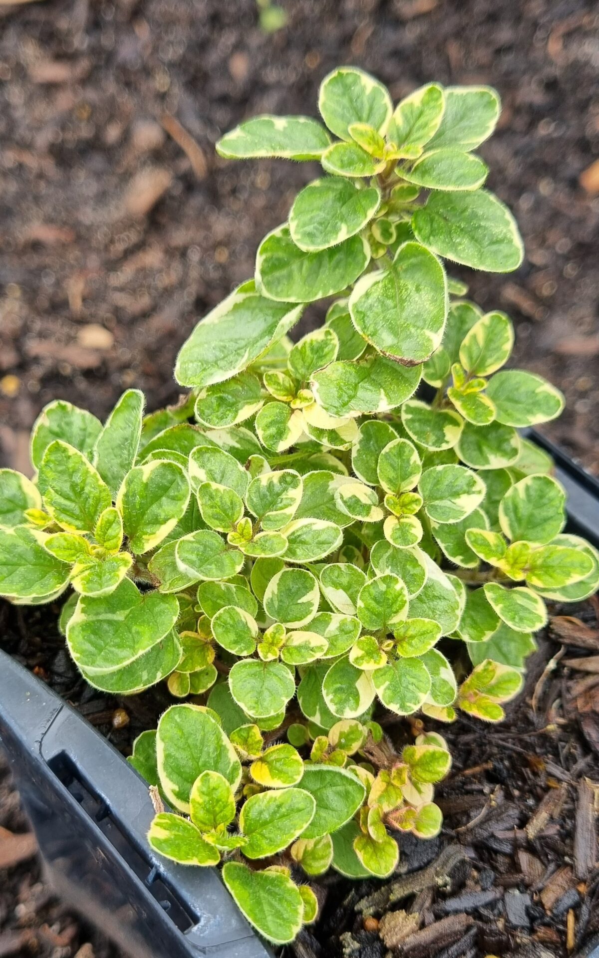 Oregano - Country Cream - Renaissance Herbs