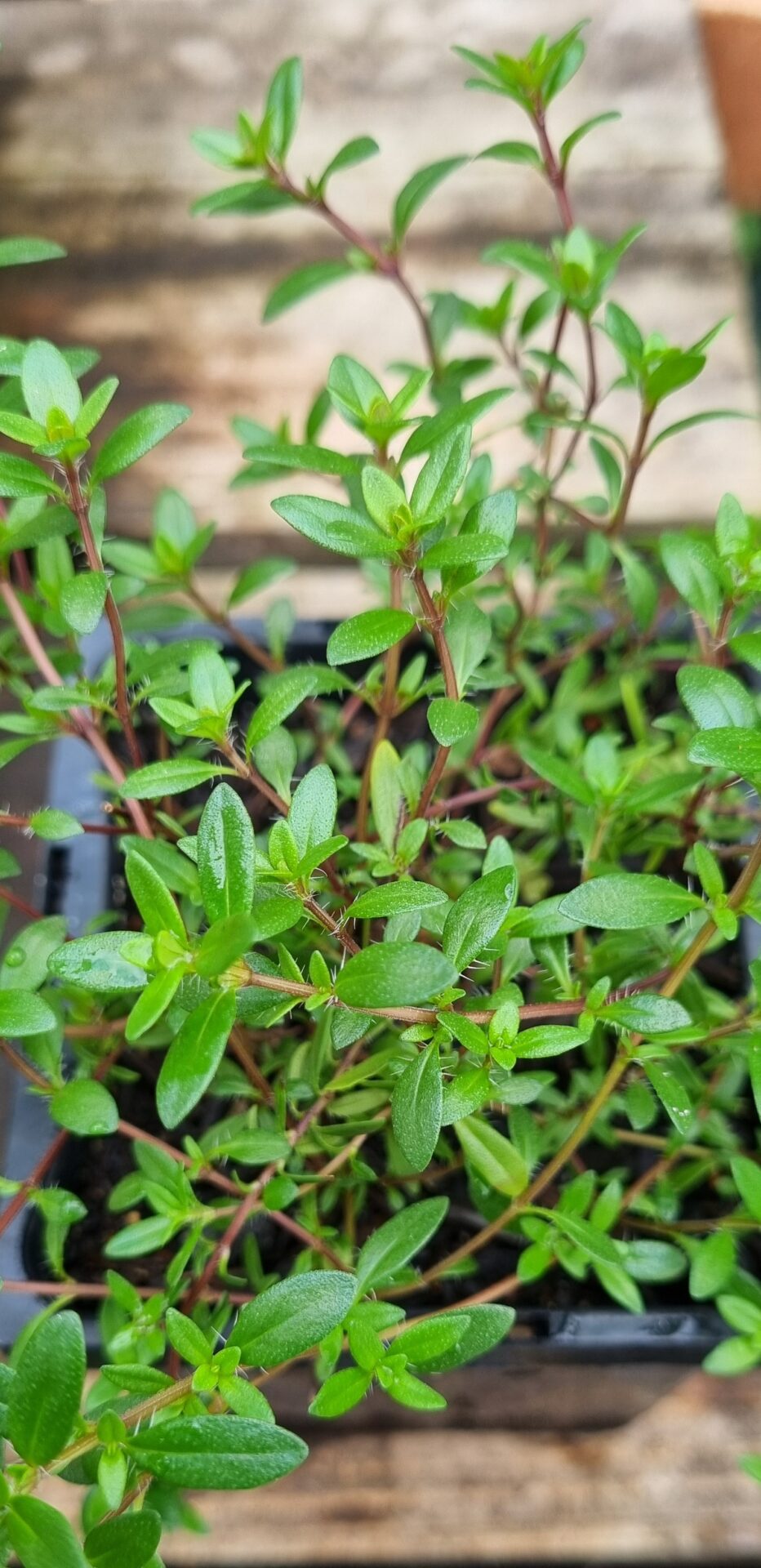 Thyme - Jekka - Renaissance Herbs