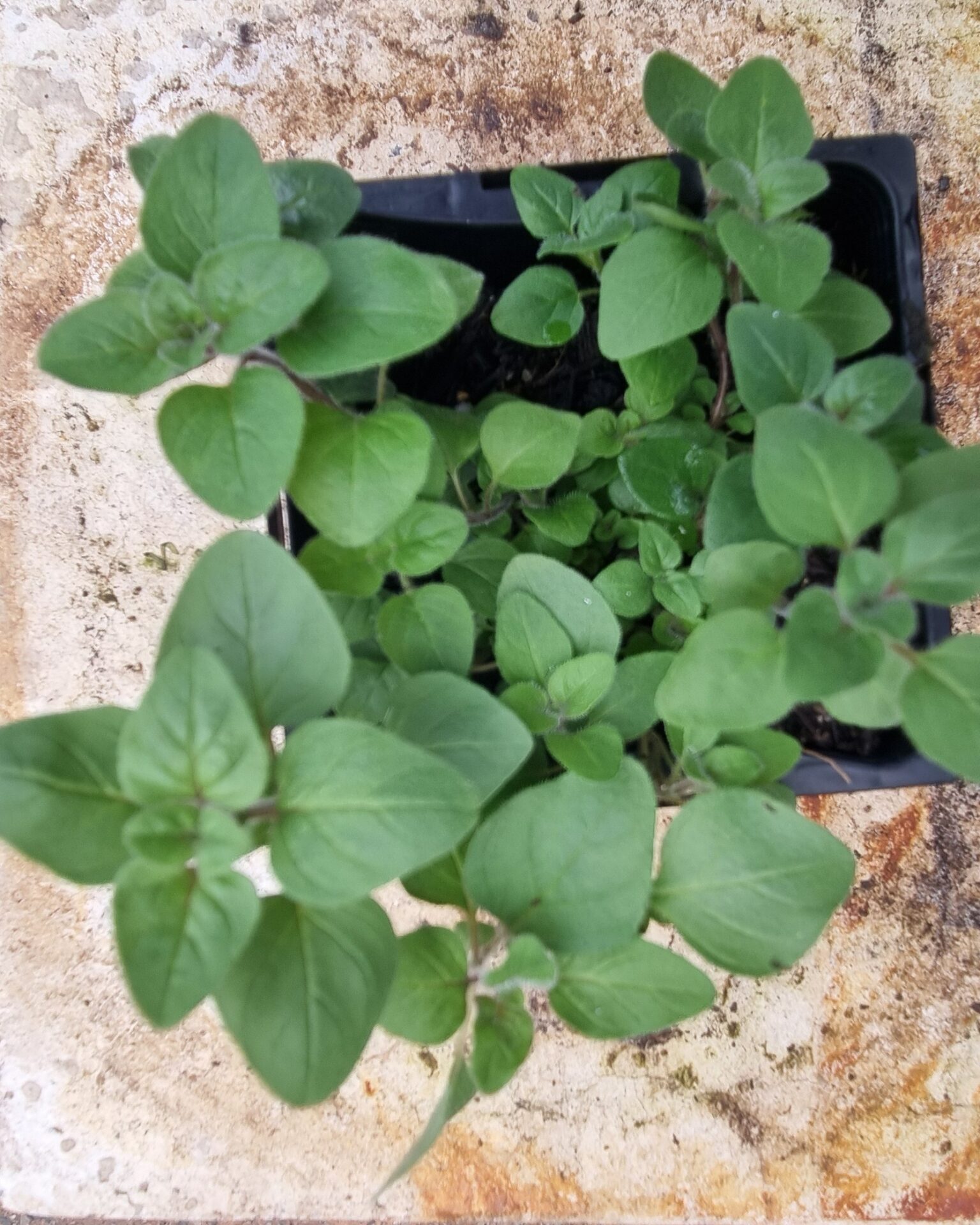 Oregano - Greek - Renaissance Herbs