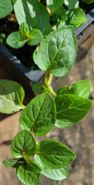 Mint - Chocolate - Renaissance Herbs