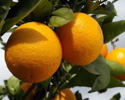 Orange - Valencia