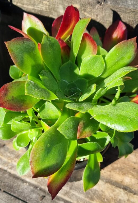 Aeonium - Blushing Beauty