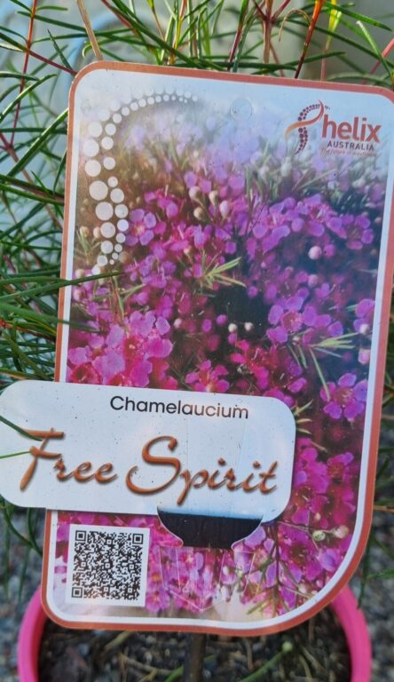 Geraldton Wax - Free Spirit