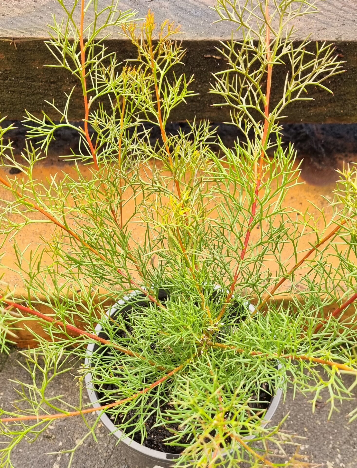 Hakea - Honey Bush