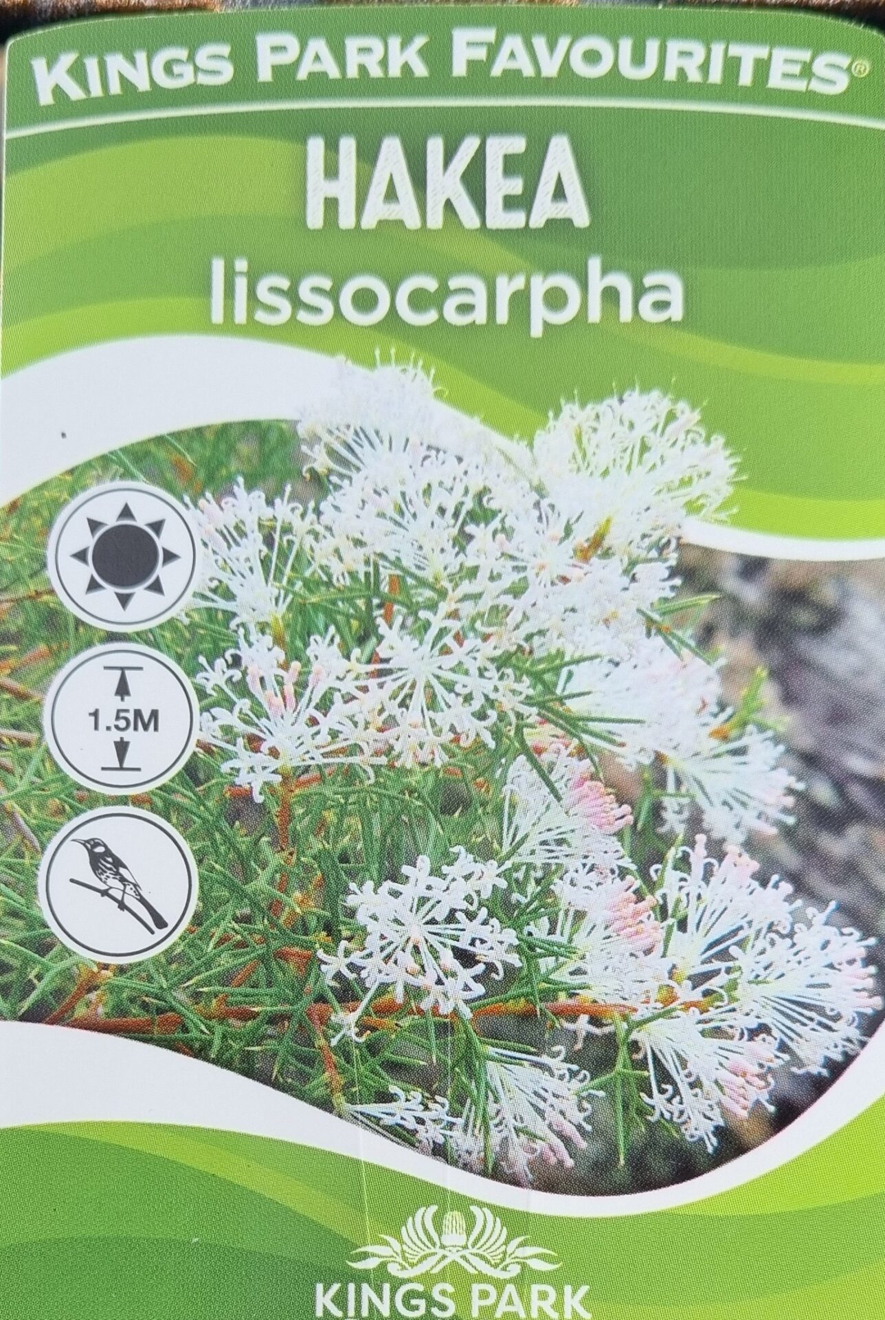Hakea - Honey Bush - Image 2