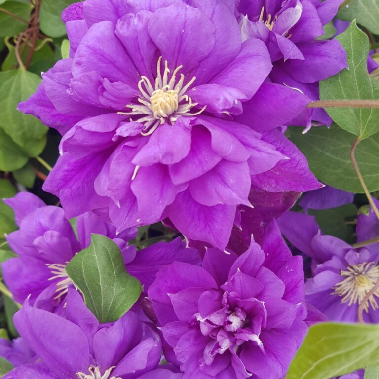 Clematis x - Franziska Marie