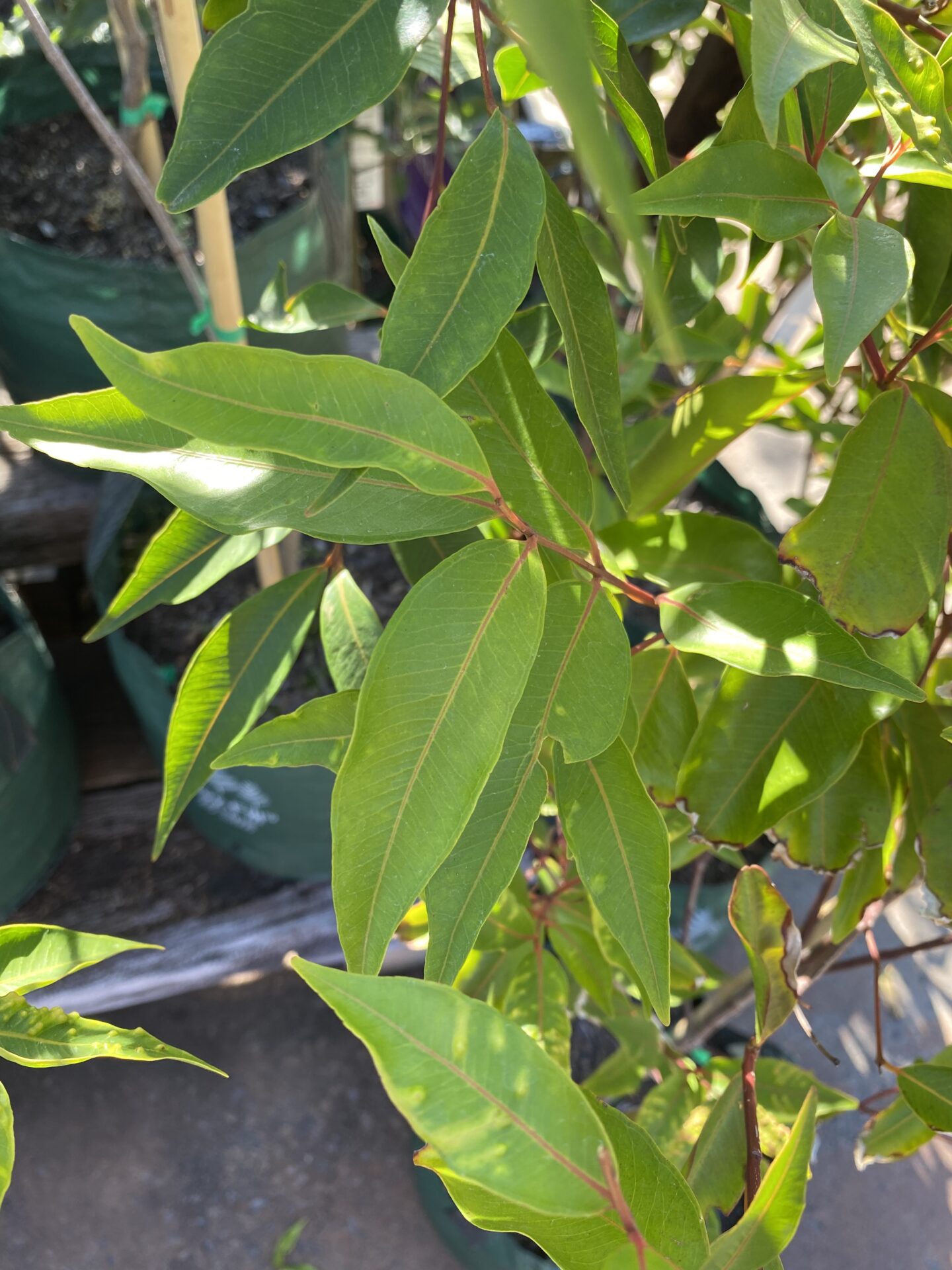 Waterhousea floribunda - Weeping Lilly Pilly
