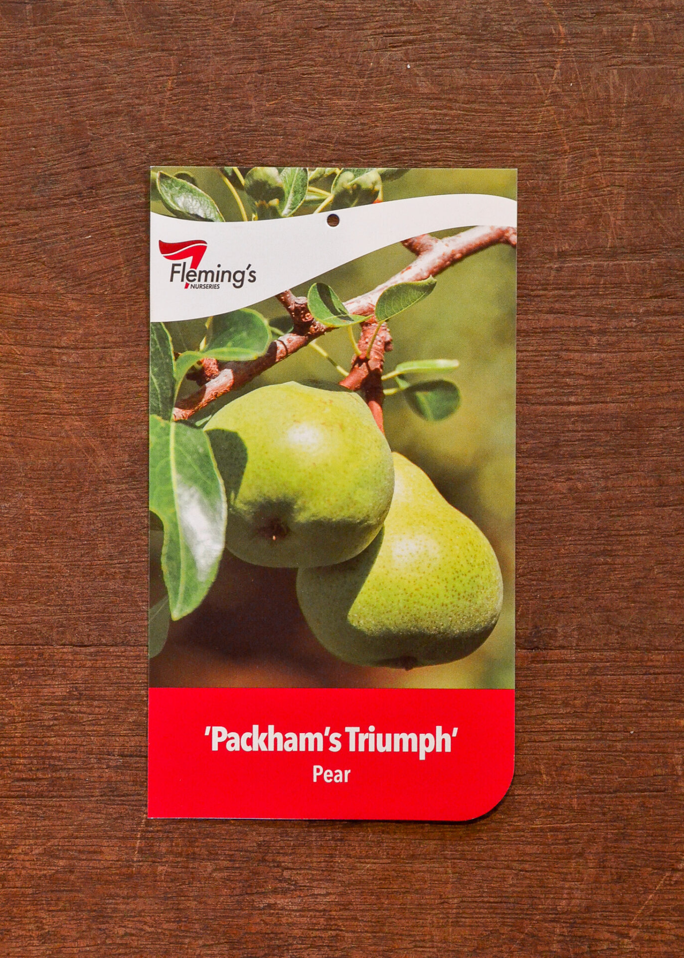 Pear - Packham's Triumph - Bare Root