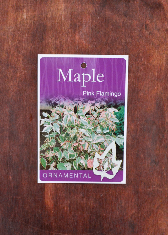 Maple - Pink Flamingo - Bare Root
