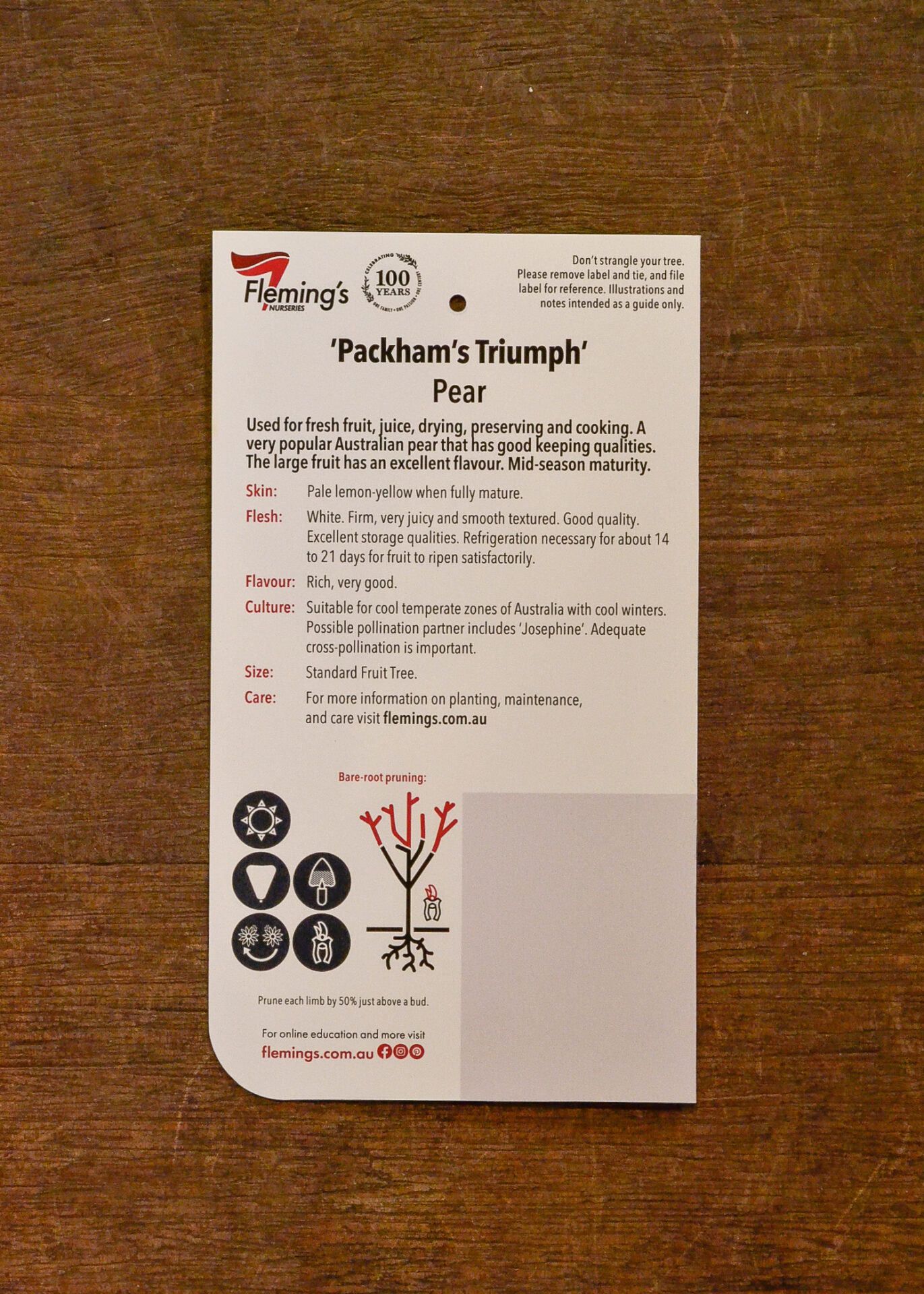 Pear - Packham's Triumph - Bare Root - Image 2