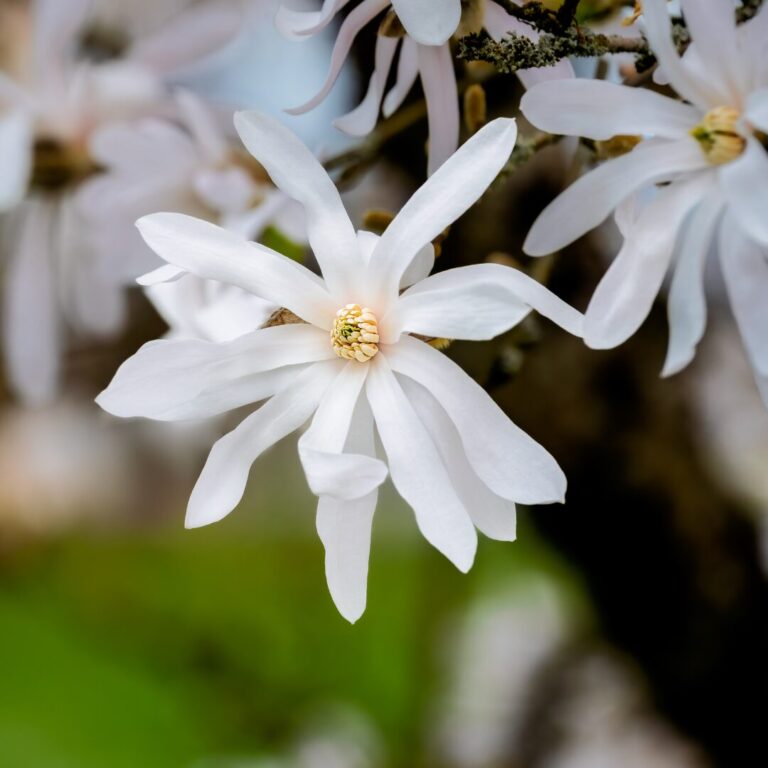 Magnolia - Stellata